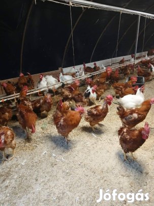 Eladó élő tyúk, kakas,konyha készen is kérhető!!!