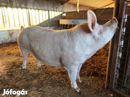 Eladó előhasi koca