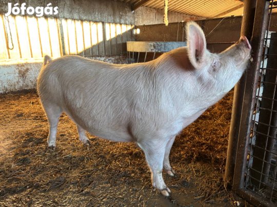 Eladó előhasi koca
