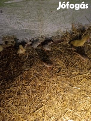 Eladó elönevelt gyöngyös