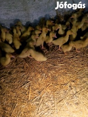 Eladó előnevelt kacsa