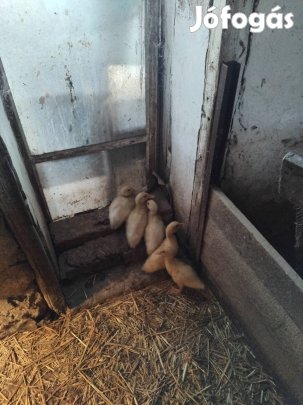 Eladó előnevelt kacsa