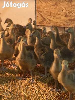 Eladó előnevelt liba 3 hetes