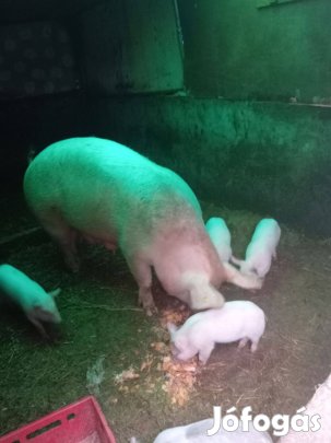 Eladó elsö elésü malac kismalacokal