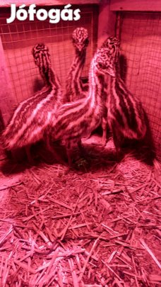 Eladó emu csibe