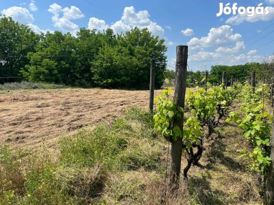 Eladó építési telek Kecskemét Vacsihegyben