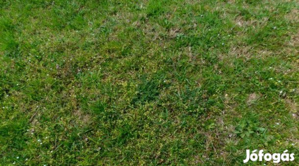 Eladó építési telek, Szászberek