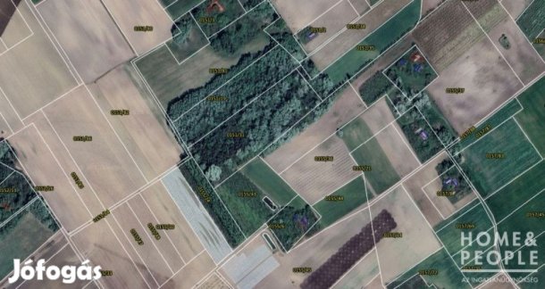 Eladó erdő Zákányszéken!