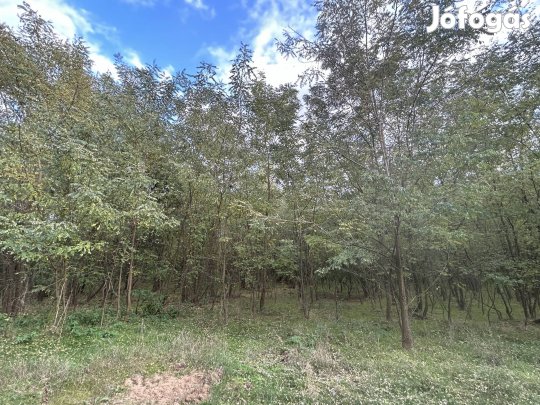 Eladó erdő, Nyírgelse 