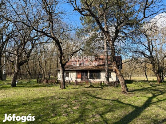 Eladó erdős részen fekvő tanya Mikebuda külterületén