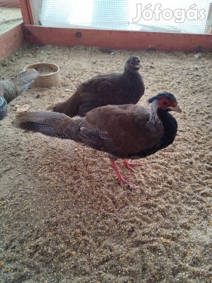 Eladó ezüst fácán 1 tojó, 2 kakas