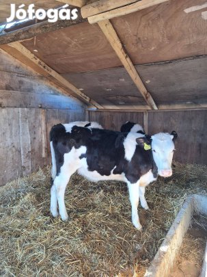 Eladó f1 üsző borjú