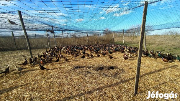 Eladó fácánok / vadász fácán