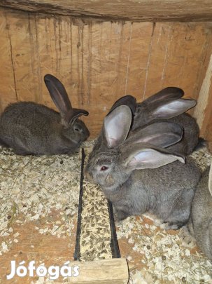 Eladó fajtiszta német óriás nyulak