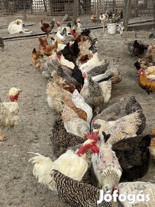 Eladó falusi tyúkok