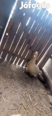 Eladó fehér házi kacsa gácsér!