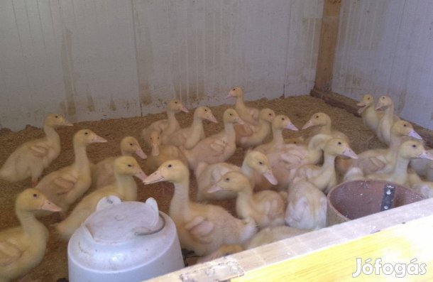 Eladó fehér kacsa