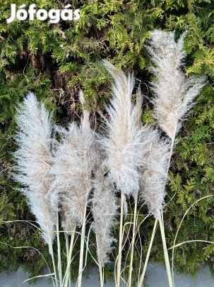 Eladó fehér pampafű buga - esküvői/beltéri dísz