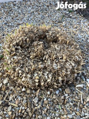 Eladó fehér virágú pampafű