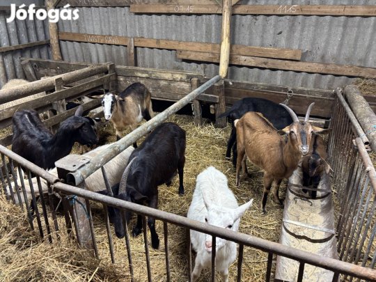 Eladó fejős és vemhes kecskék! 