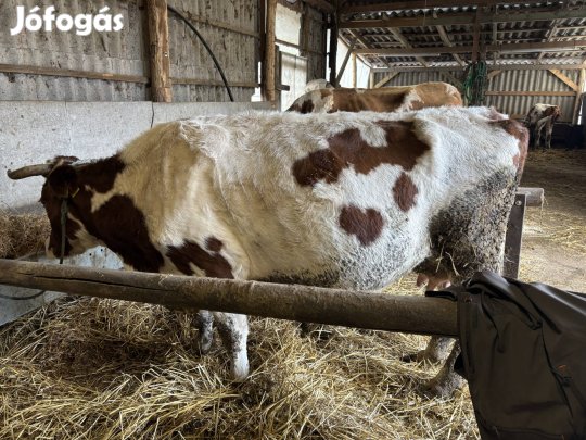 Eladó fejős tehén! 
