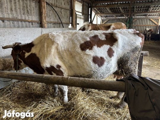 Eladó fejős tehén áron alul! 