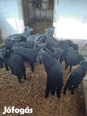 Eladó fekete, valamint néhány darab fehér racka kos bárány. Az állatok