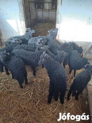 Eladó fekete, valamint néhány darab fehér racka kos bárány. Az állatok