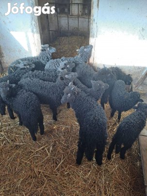 Eladó fekete, valamint néhány darab fehér racka kos bárány. Az állatok