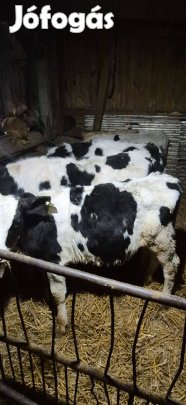 Eladó fekete bikák