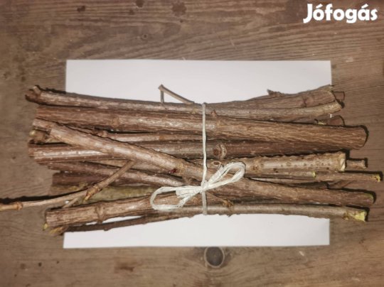 Eladó fekete bodza dugványok (Sambucus nigra)