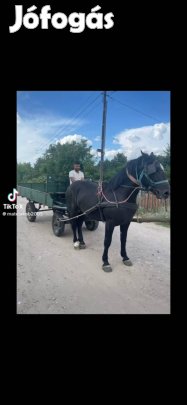 Eladó fekete deres csikó