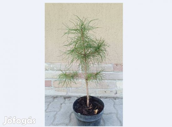 Eladó fekete fenyő!