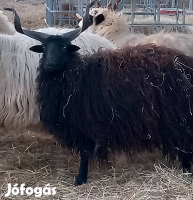 Eladó fekete hortobágyi racka kos