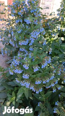 Eladó fekete nadálytő