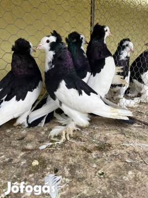 Eladó fekete szív hátú buga galamb (hím)