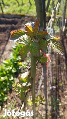 Eladó feketeszeder tő