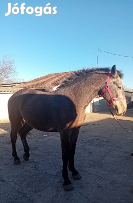 Eladó félvér csikó!