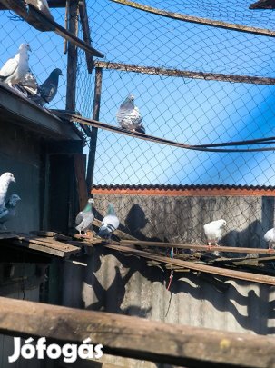 Eladó fia Posta galambok