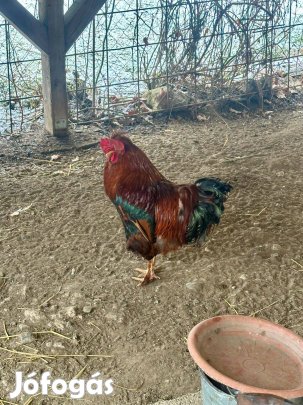 Eladó fiatal Kakas
