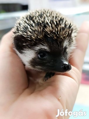 Eladó fiatal afrika fehérhasú törpesünik