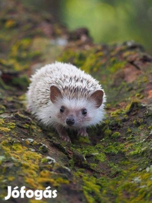 Eladó fiatal afrikai fehérhasú törpesünik