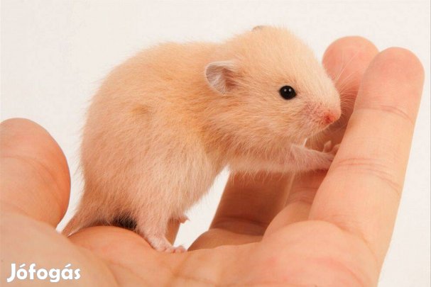 Eladó fiatal aranyhörcsögök