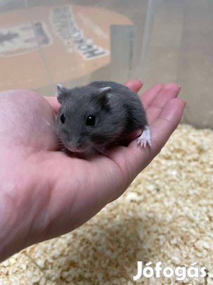 Eladó fiatal dzsungáriai törpehörcsögök