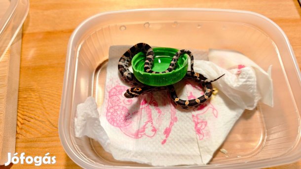 Eladó fiatal gabonasiklók