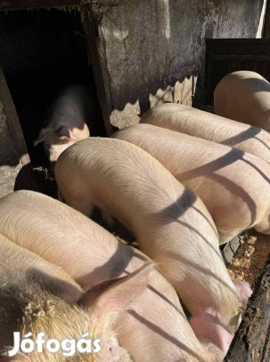 Eladó fiatal hízók Pest megye, Alsónémedin!