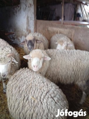 Eladó fiatal juhok
