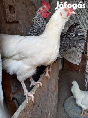 Eladó fiatal kakasok