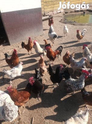 Eladó fiatal kakasok!