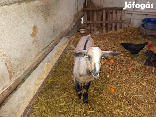 Eladó fiatal kis bak